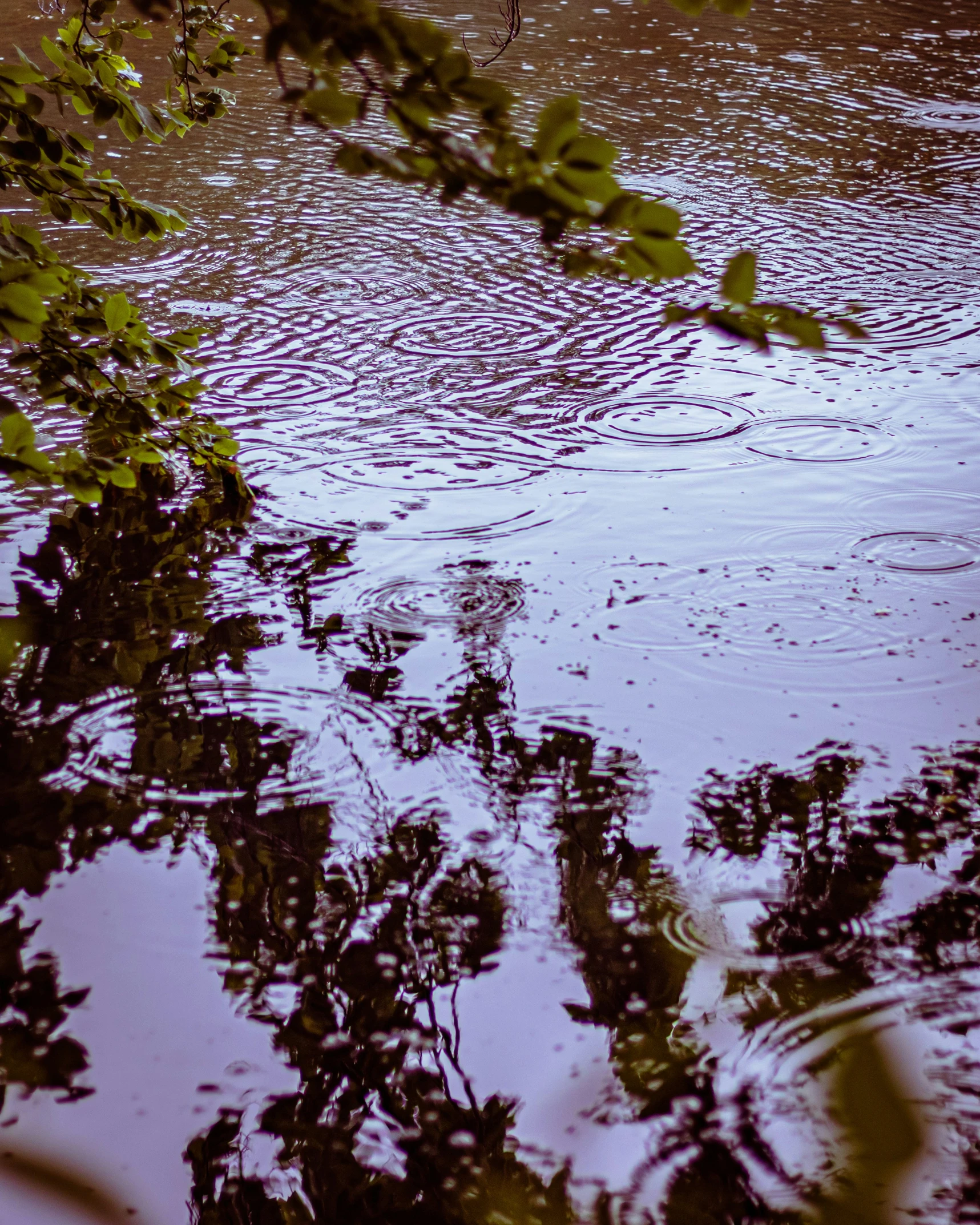 the water is very dark and muddy looking