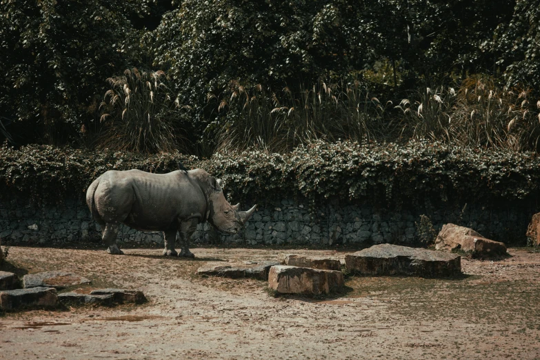 a rhinoceros standing next to a wall and some grass