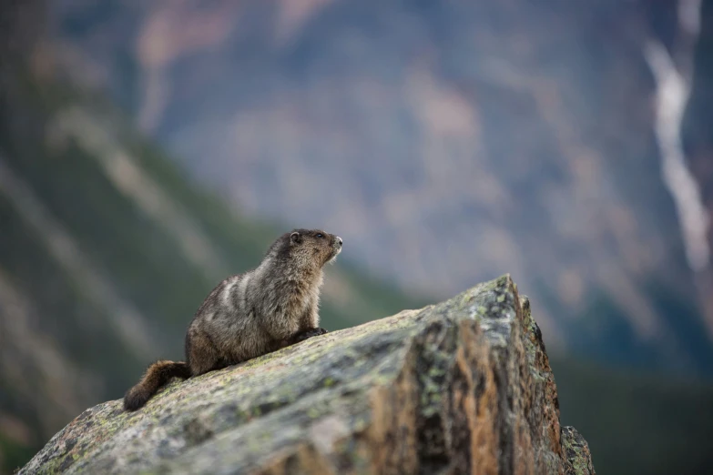 an animal is sitting on top of a rock