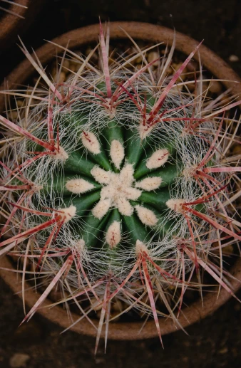 a cactus sits upright in a pot with needles