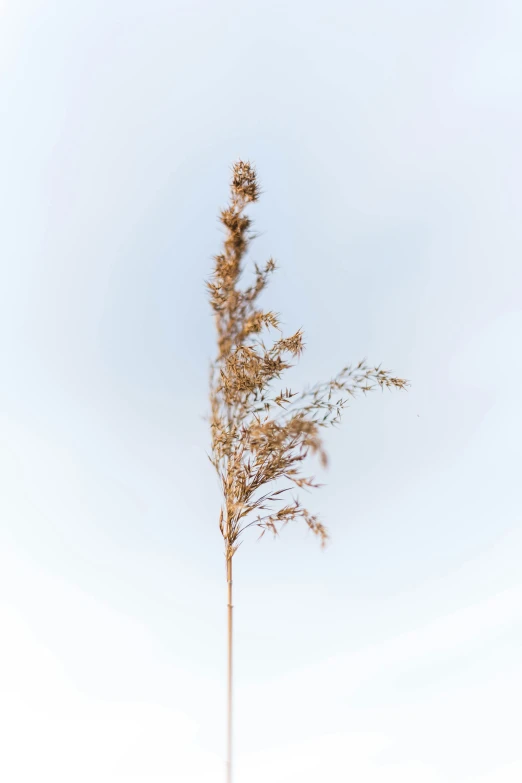 there are two stems of a flower in the foreground