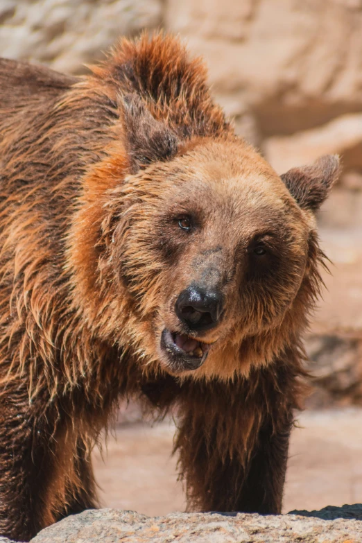 the large brown bear has wet fur on it's face