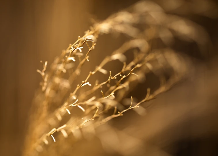 a bunch of dry grass in the sun