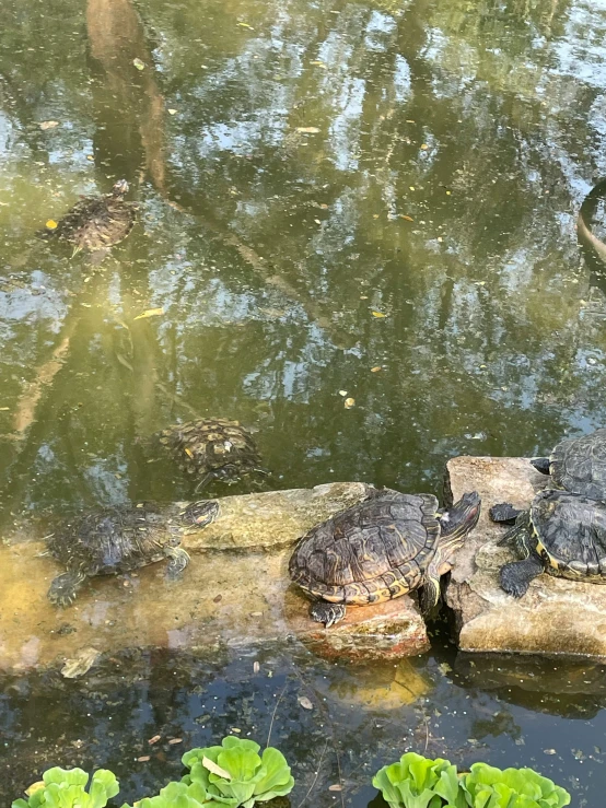 an alligator laying in the water with grass growing in front of it