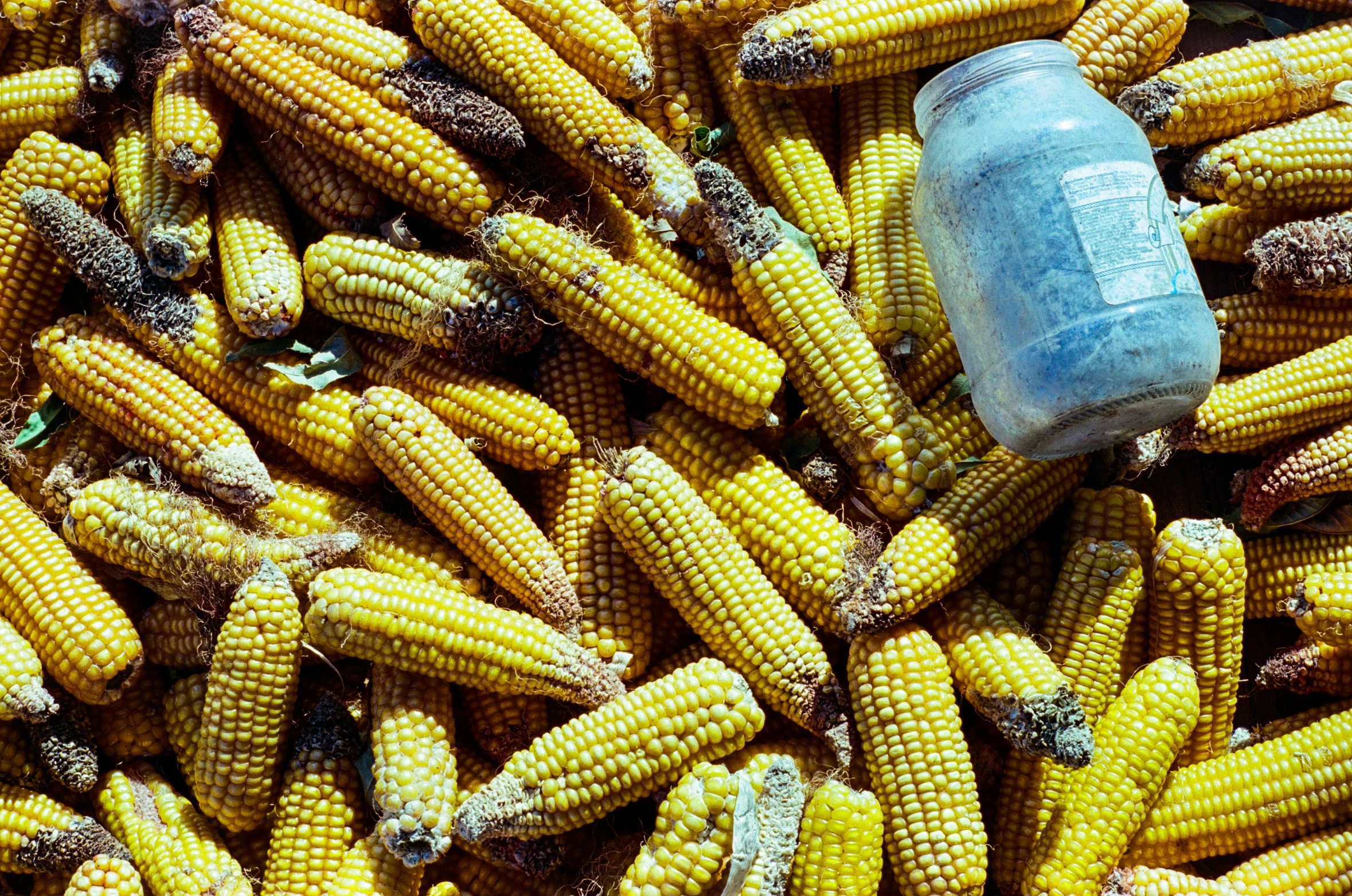 a bunch of corn that is sitting next to a bottle