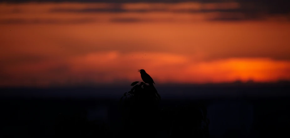 silhouette of the silhouette of a bird against the evening sky