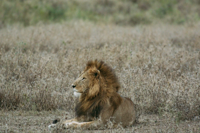 a lion sitting on the ground in tall dry grass