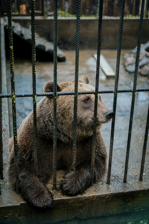 an adult bear in a cage waiting for its keeper