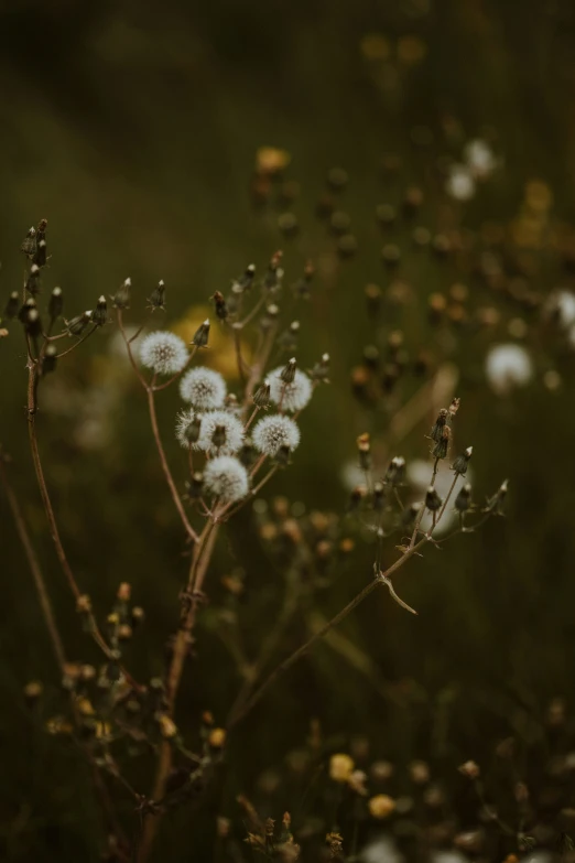 an image of small flowers blooming in the field