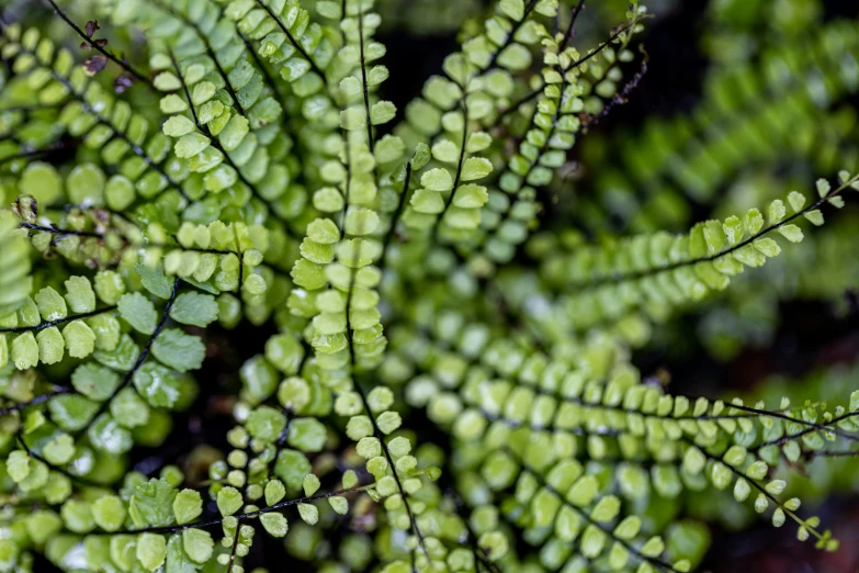 green plants with lots of tiny drops of water