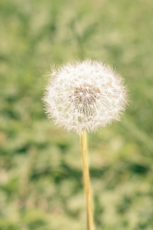 a small white dandelion sitting on the top of a stalk