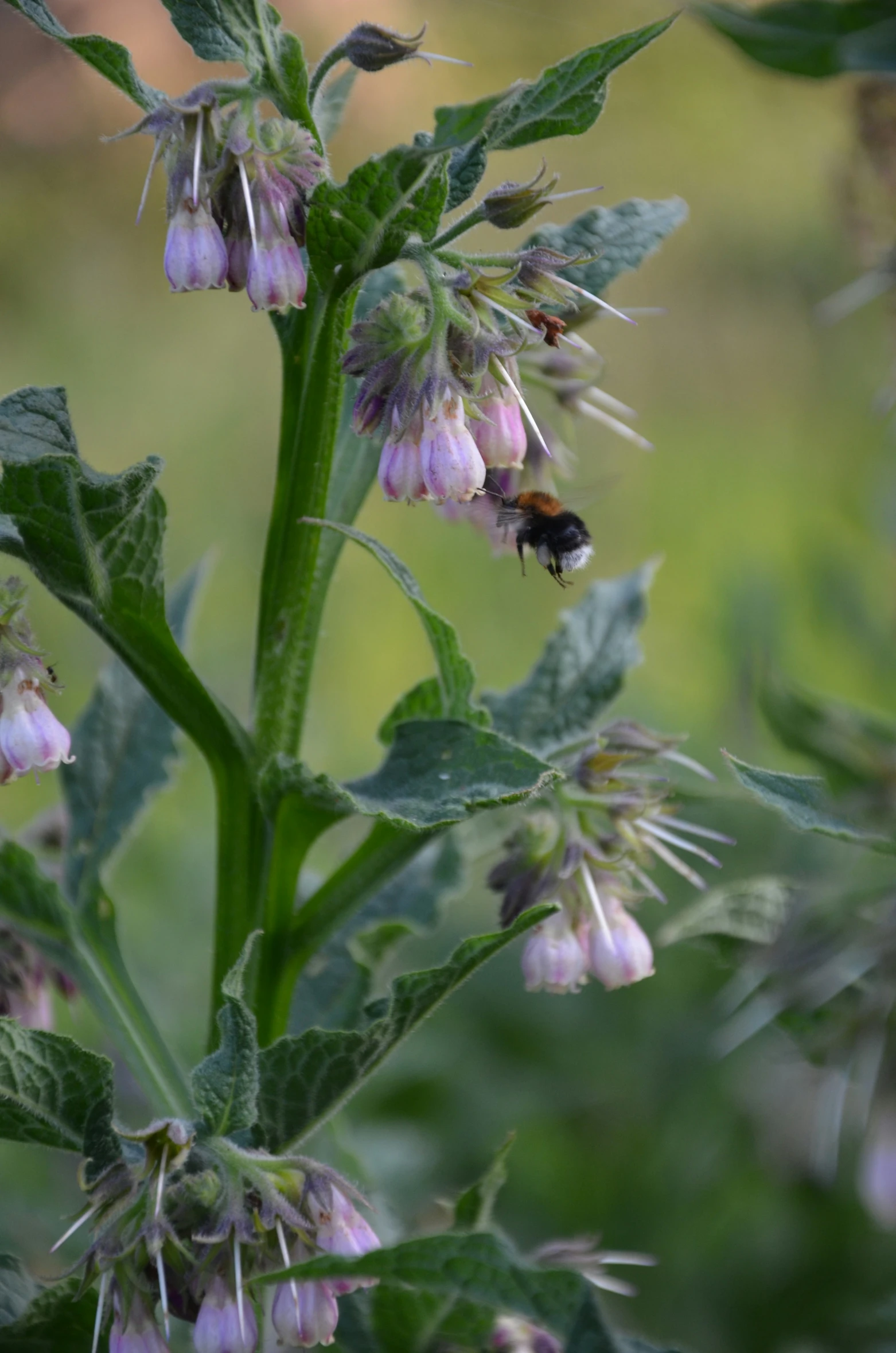 a bee pollinating from a flower on top of green leaves