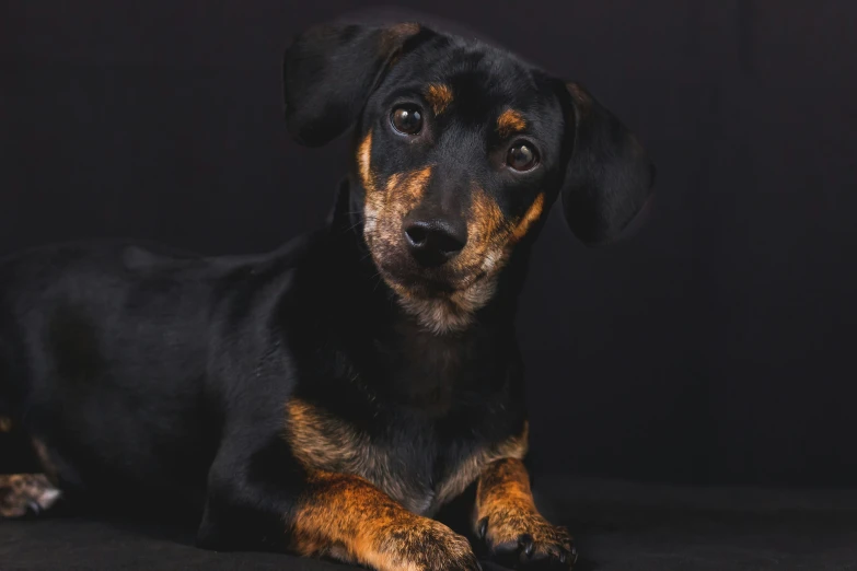 a close up of a dog on a black background