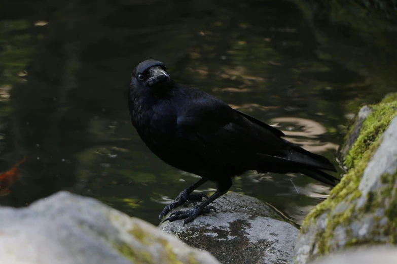 there is a black bird that is sitting on the rock