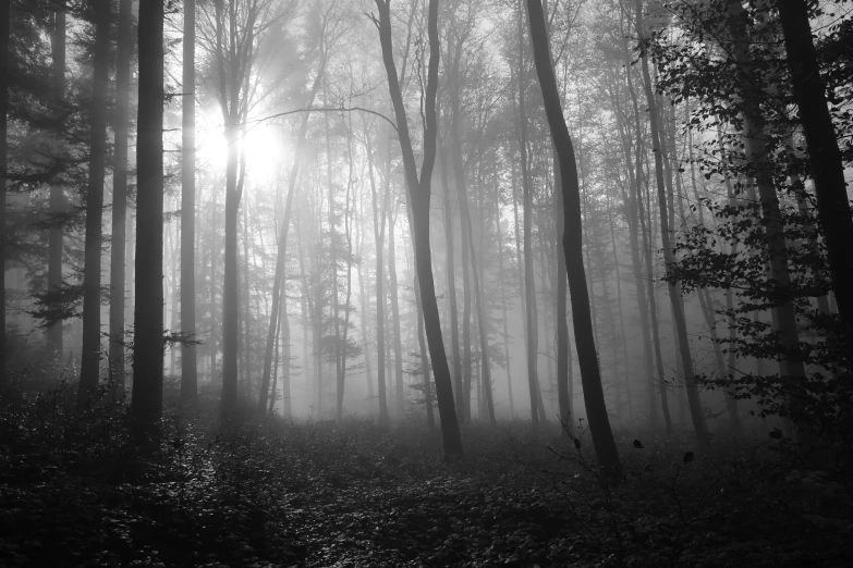 a forest filled with lots of trees in fog