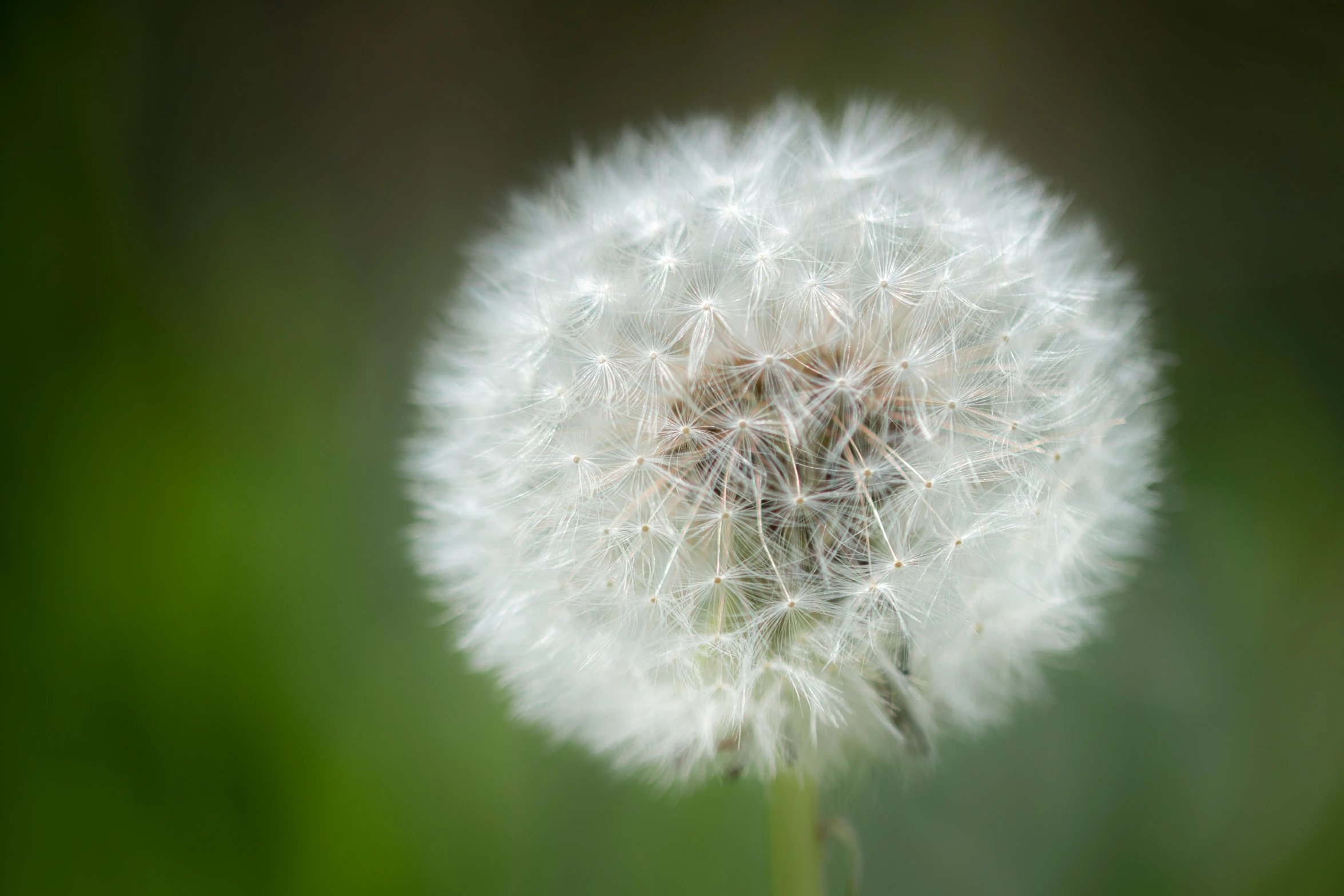 a white flower has small droplets on it