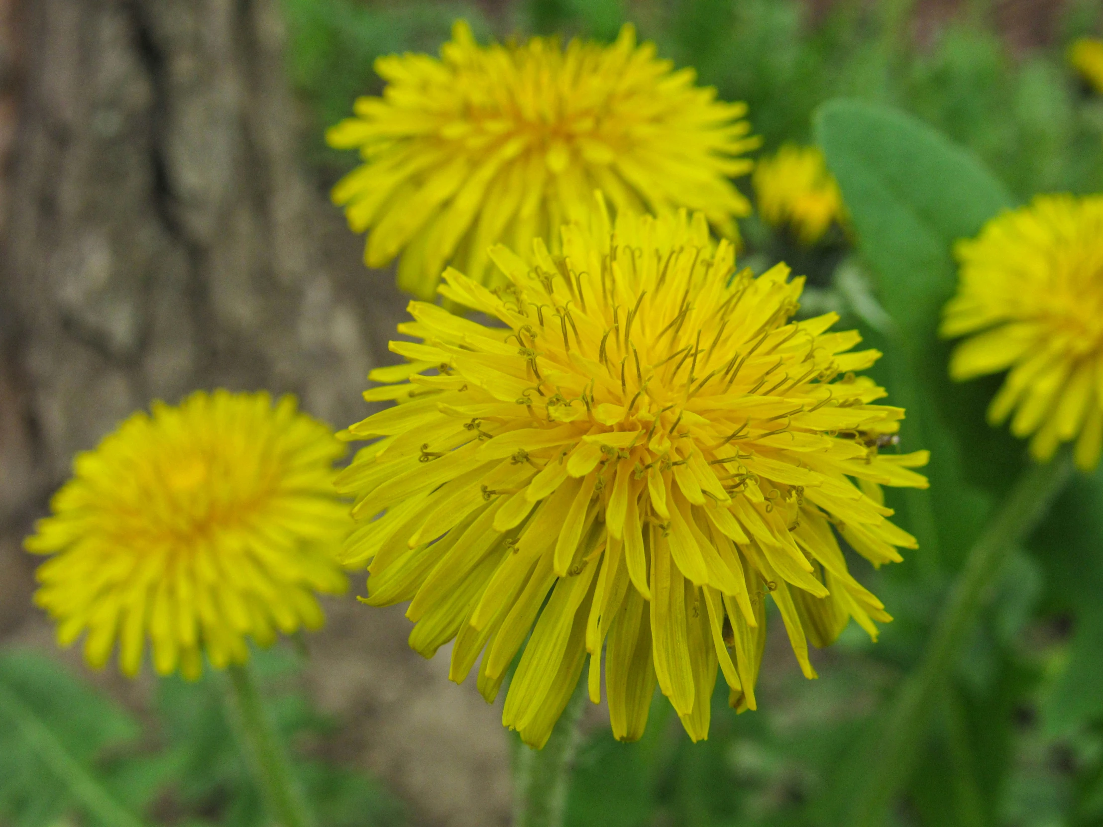 yellow flowers blooming next to a tree