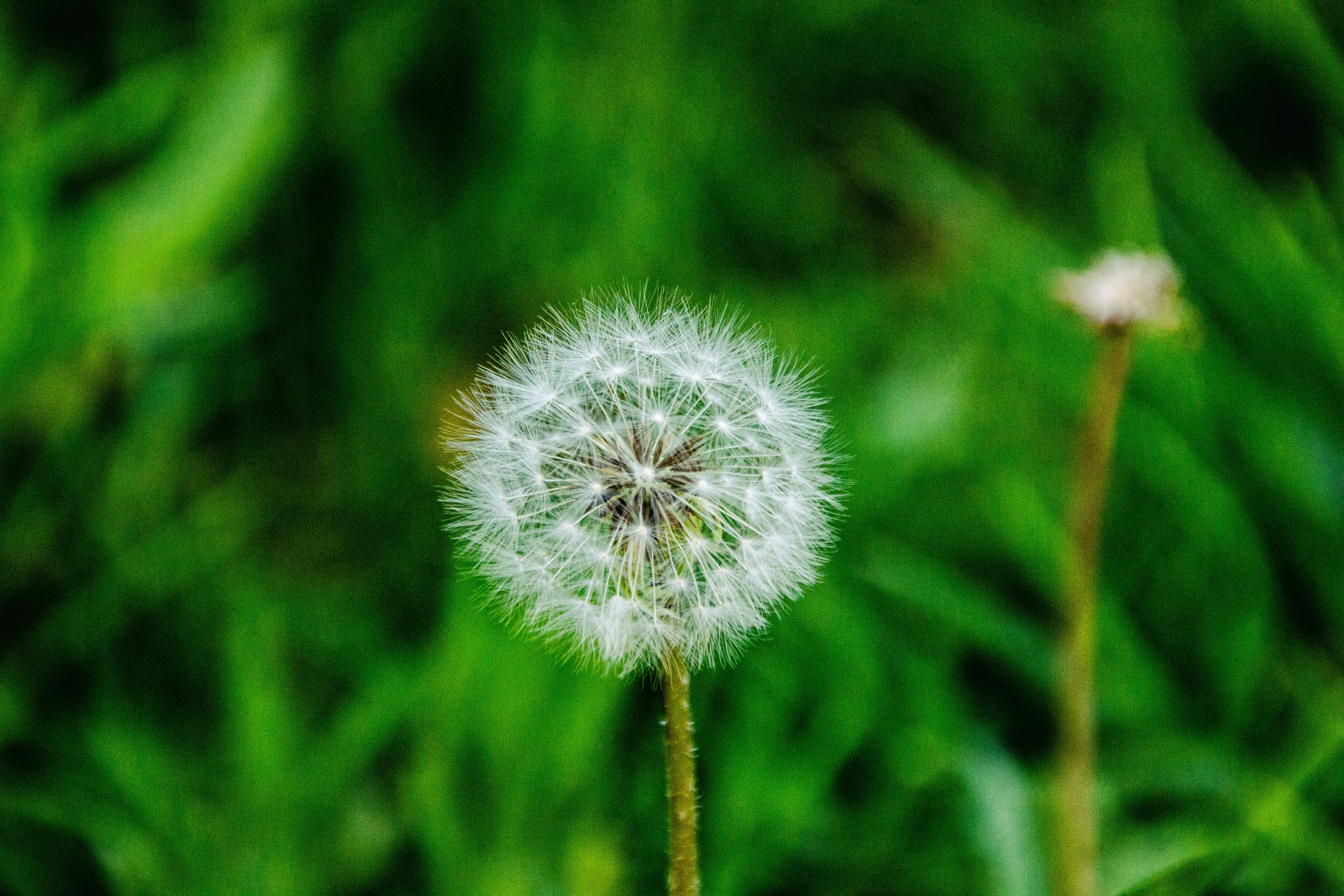 a single dandelion on a blurred green field