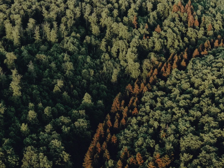 a large group of green and brown trees