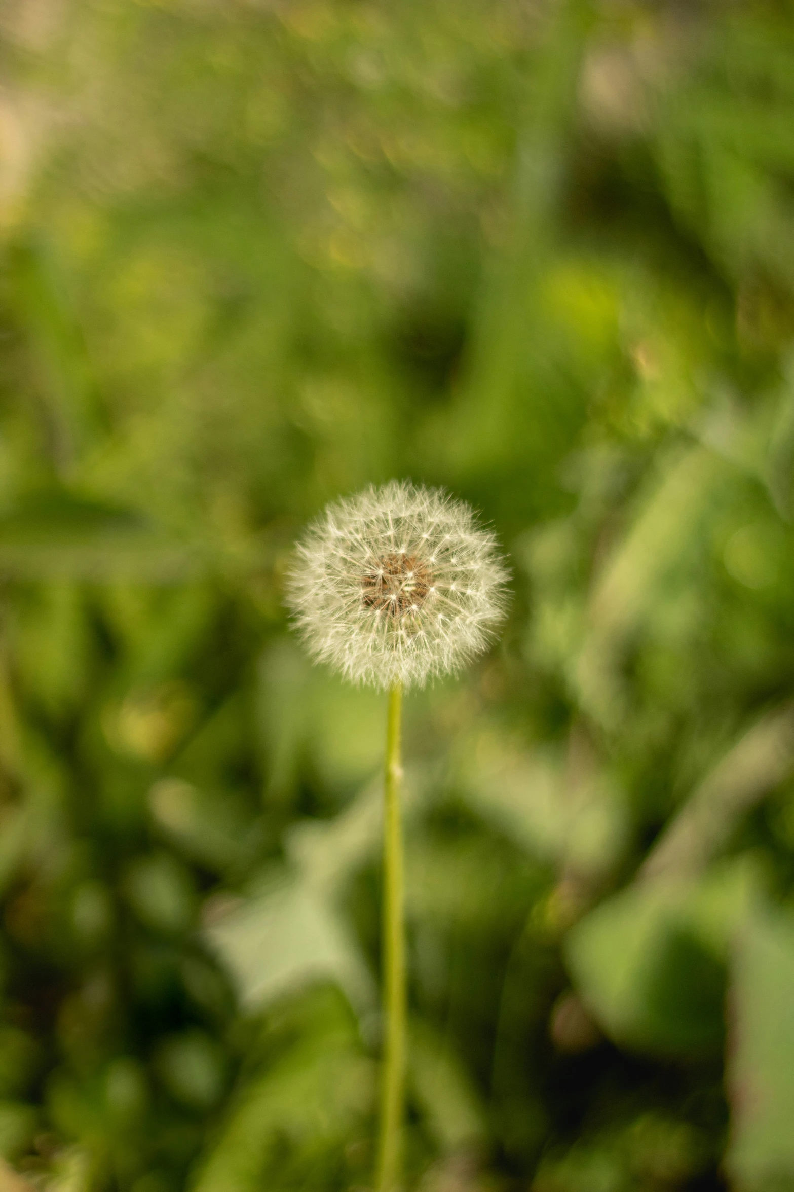 there is a dandelion sitting in the middle of the field