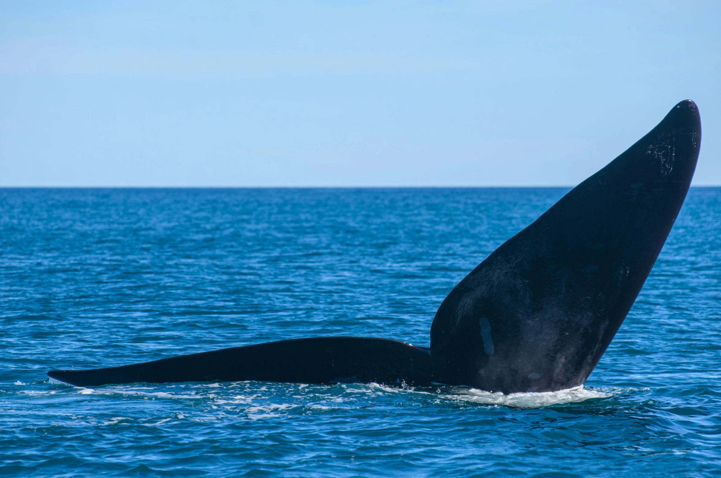 the tail of an orca in the ocean waters