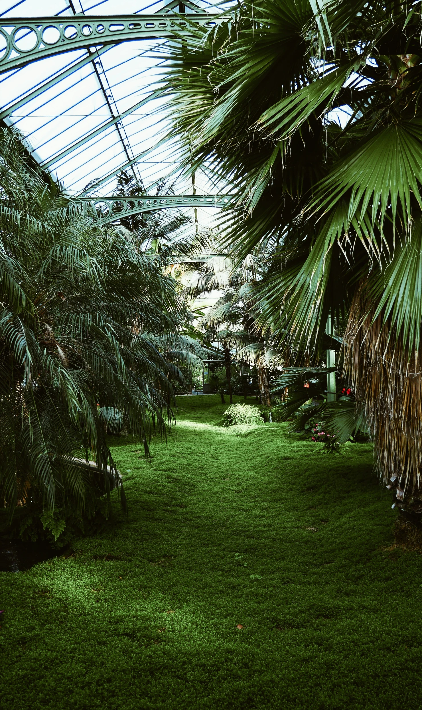 a walkway between lush vegetation and a green roof