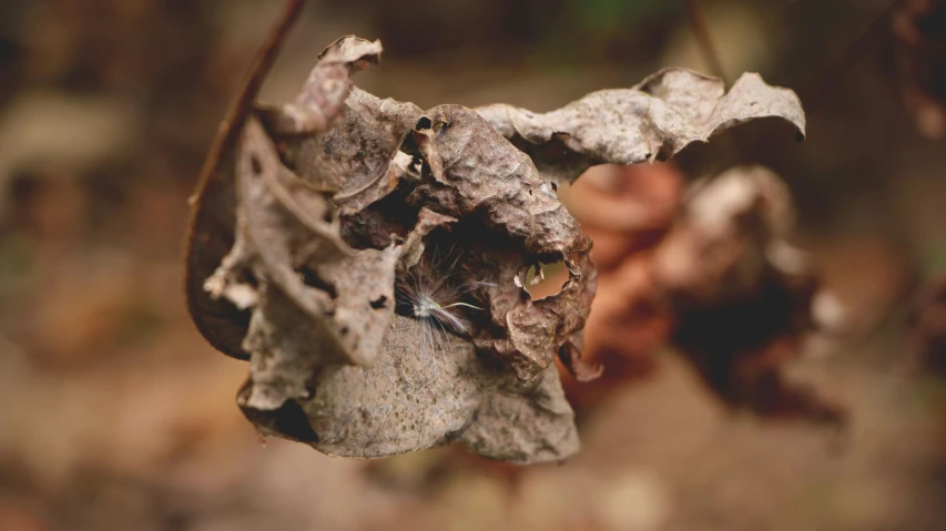 the dry leaves in the woods have been eaten by beetles