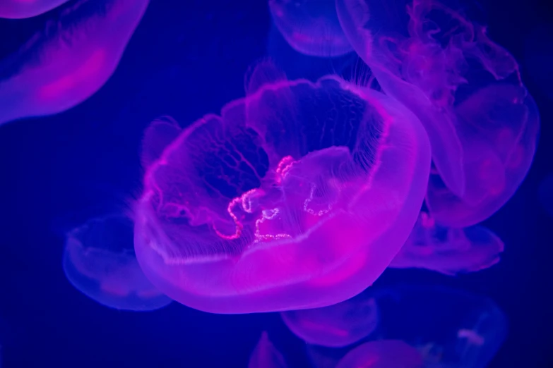close up image of jellyfish in the dark