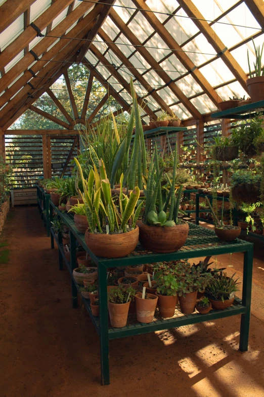 a bunch of plants that are inside a building