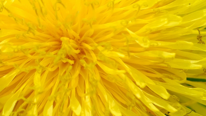 a yellow flower with a green background