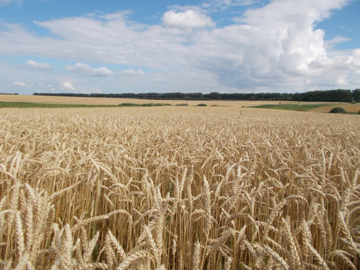 wheat fields with cloudy blue skies in the background