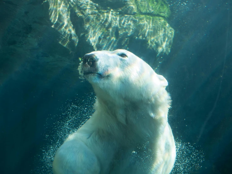 a large white polar bear swimming in some water