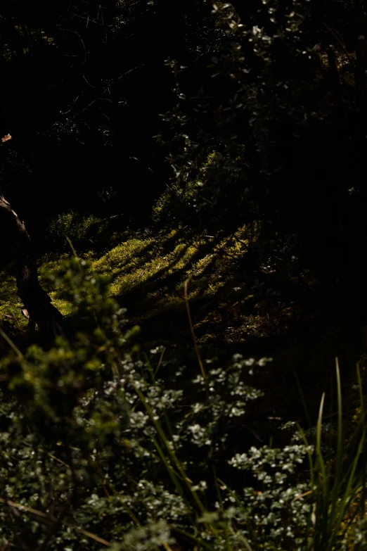 an image of a man riding a horse at night