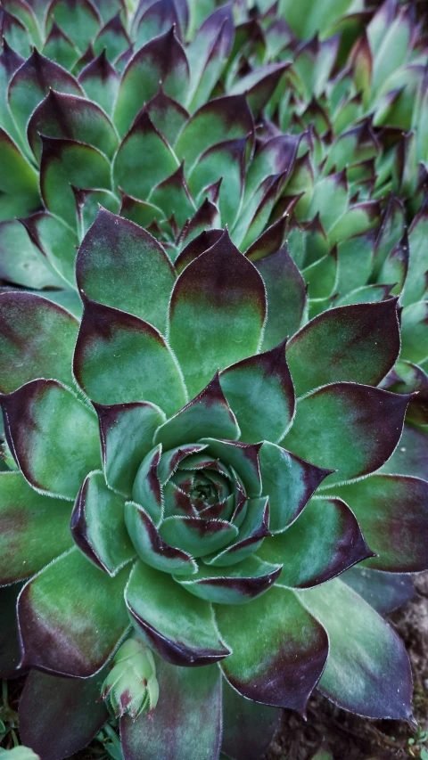 an up close picture of some very pretty plants