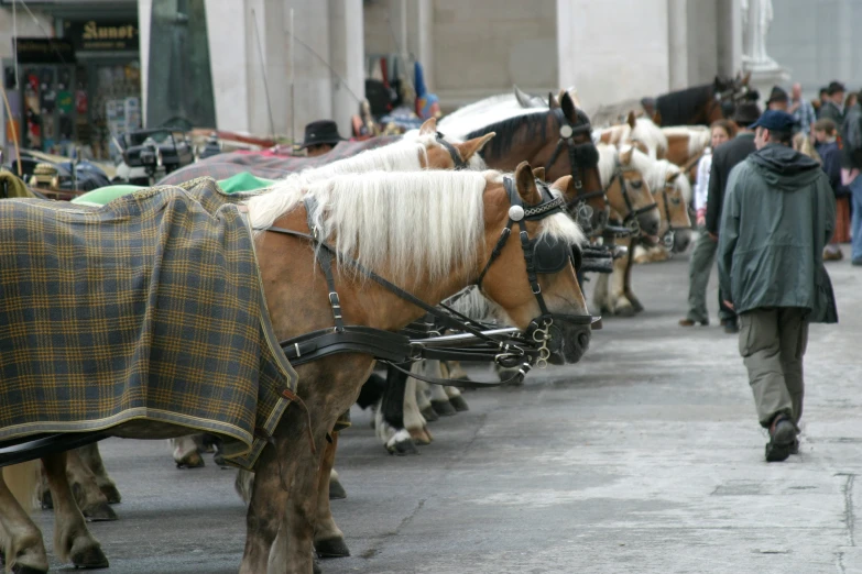 horses are wearing blankets while standing next to each other