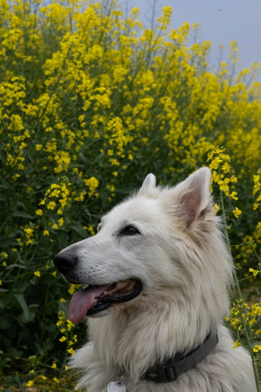 a large dog is sitting in front of some flowers