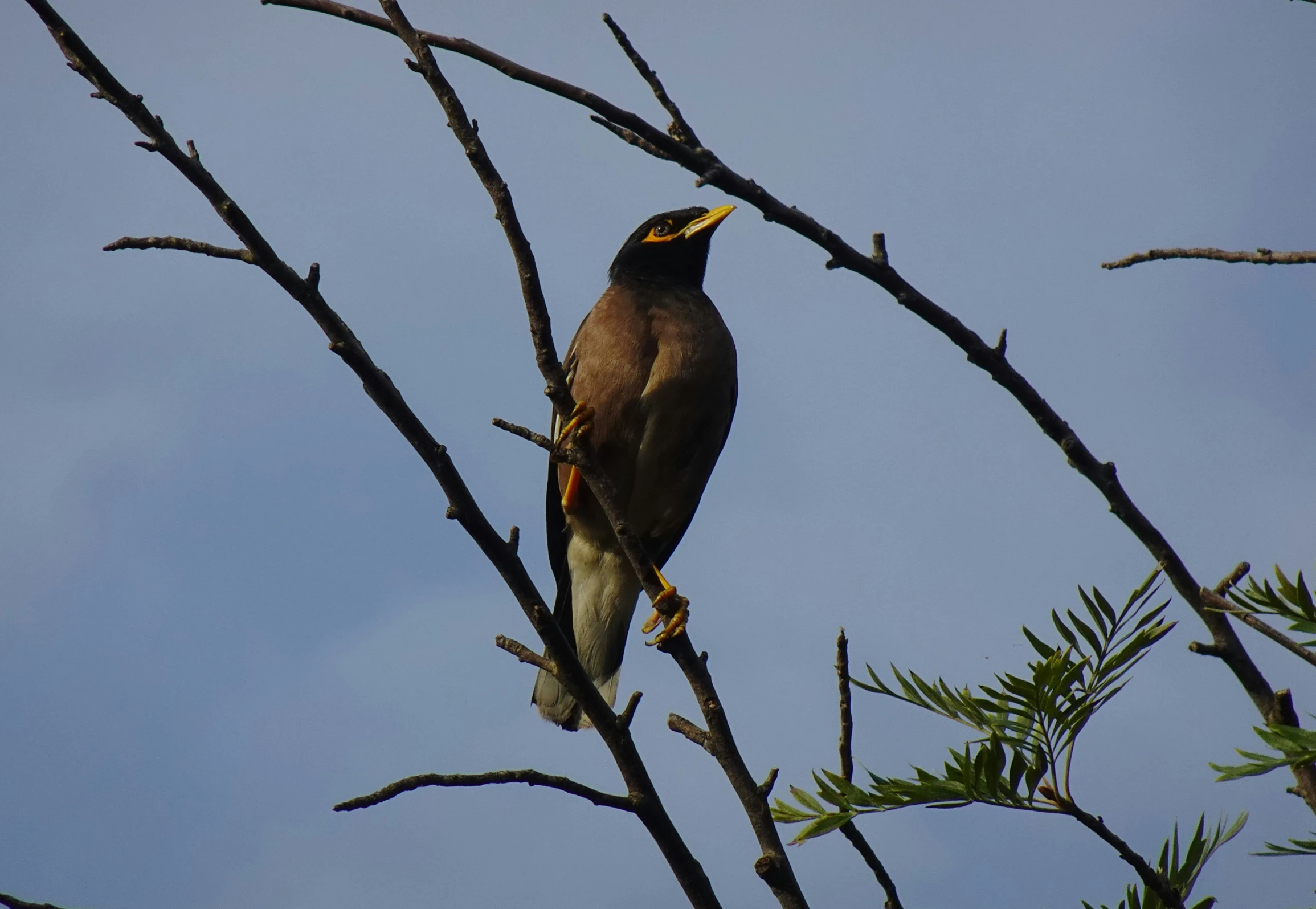 a bird perched on a tree nch with a sky background