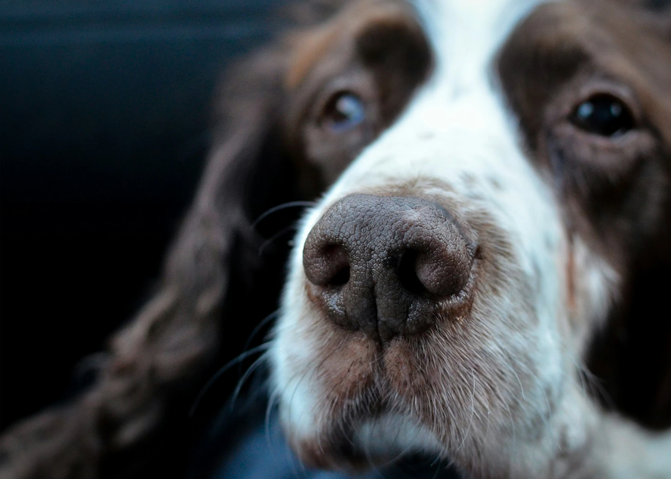 a white and brown dog that is laying down