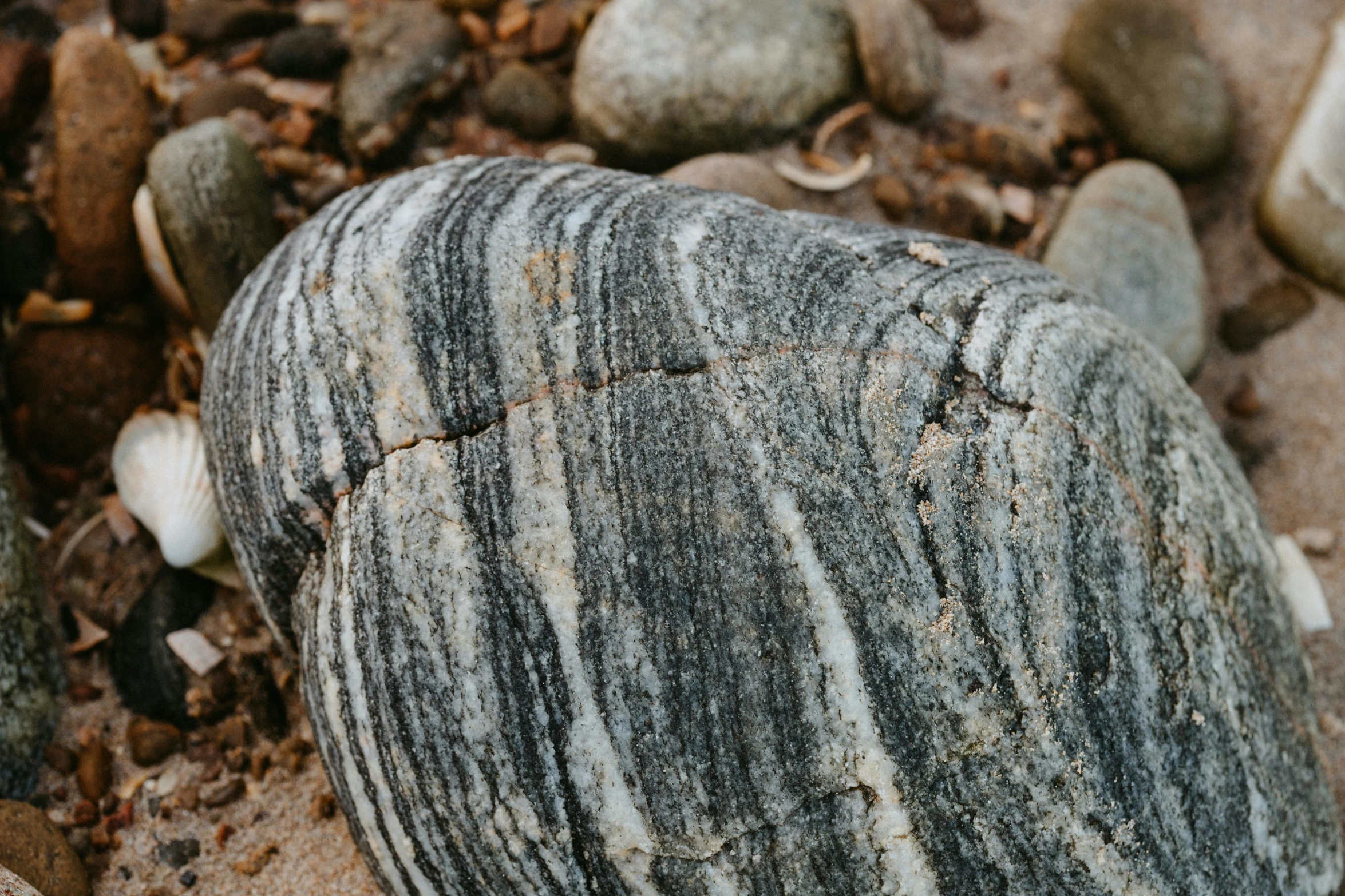 a rock with some little gray leaves next to it