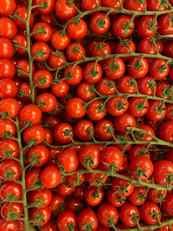 the tomatoes are piled together and ready to be picked