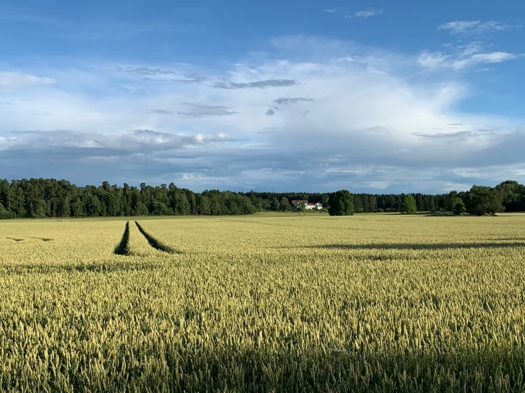 large field of crops with an empty road in it