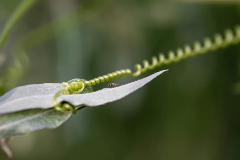 an insect is perched on a green plant