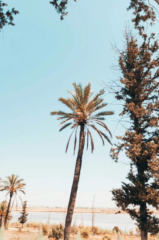 there are two large trees in the sand