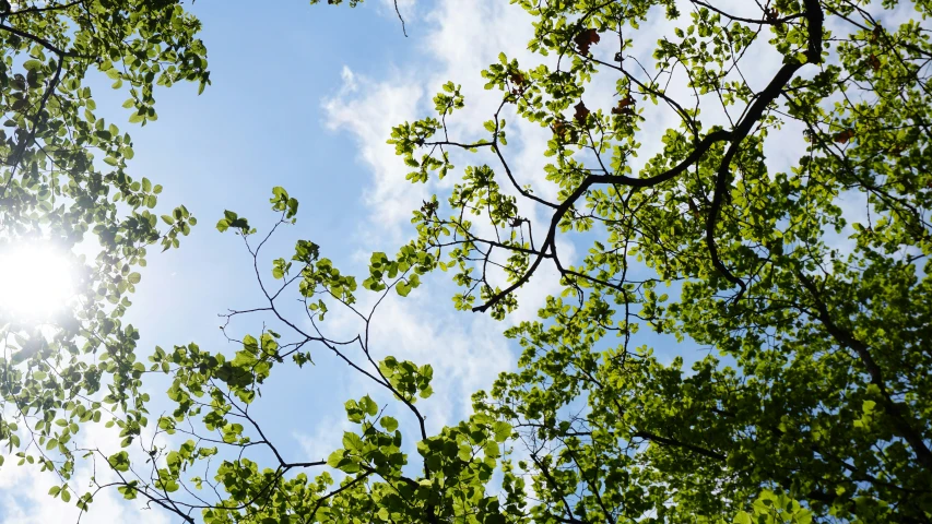 the leaves are very green and the sky is bright