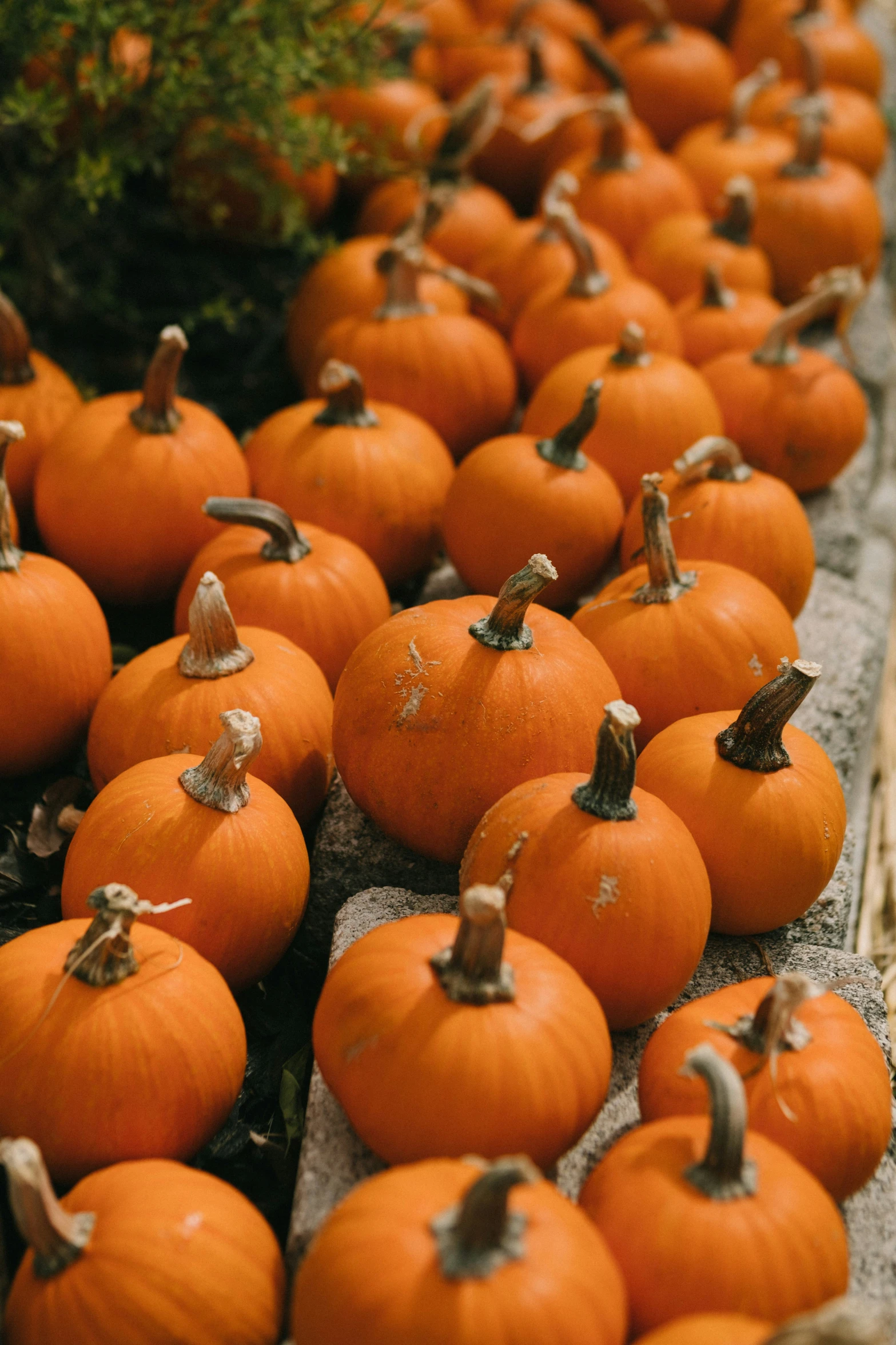 many small pumpkins are on display in this po