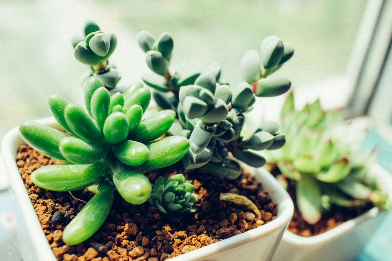 there is a plant sitting in a small bowl