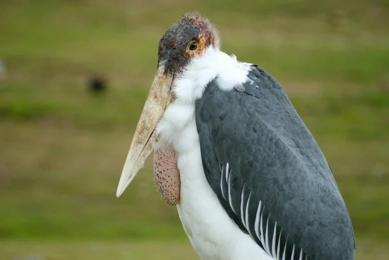 a bird with white and black feathers on his head