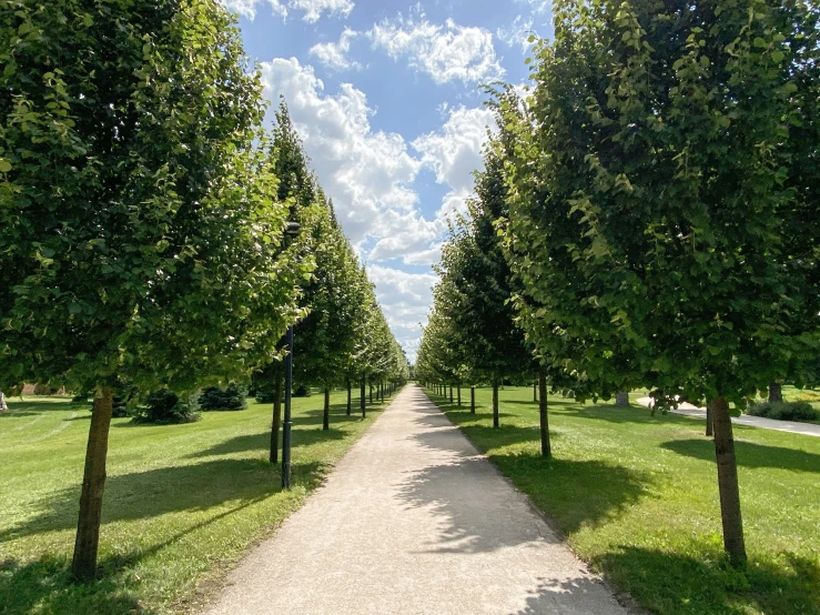 an image of a long path between two trees