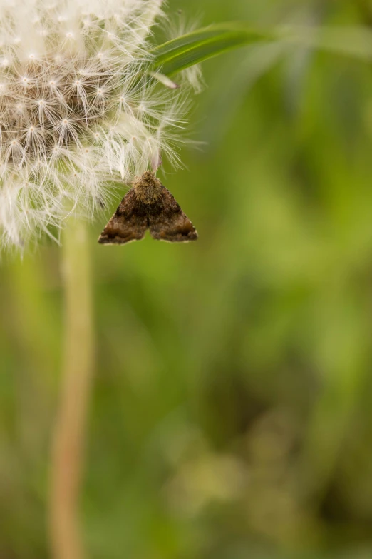 a small bug is crawling down a dandelion