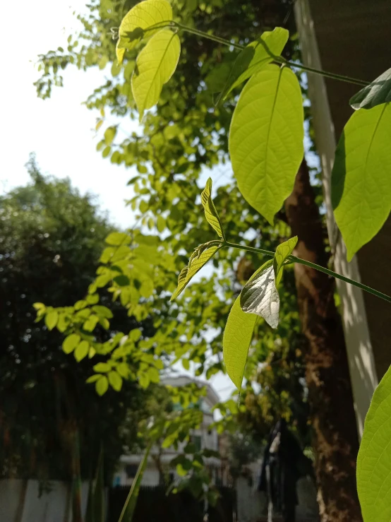 leaves of a tree outside near some buildings